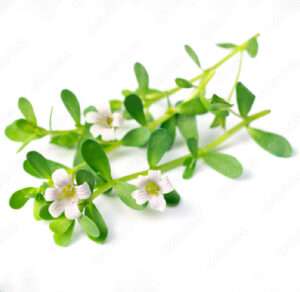 brahmi1